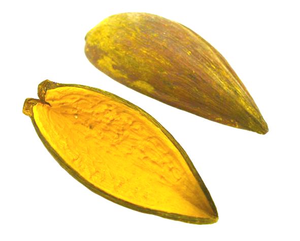 Casca canoinha - Amarelo - Tamanhos variados (5 peças)